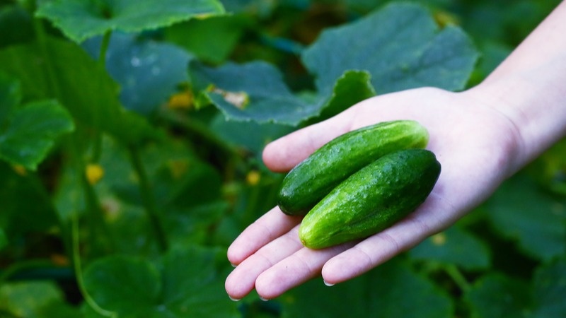 Мой урожай 2023 года - всего 12 кг против обещанных 35 кг