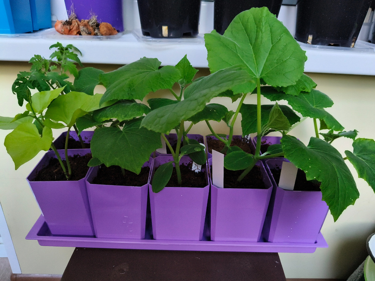 Перерастающие огурцы на балконе. 