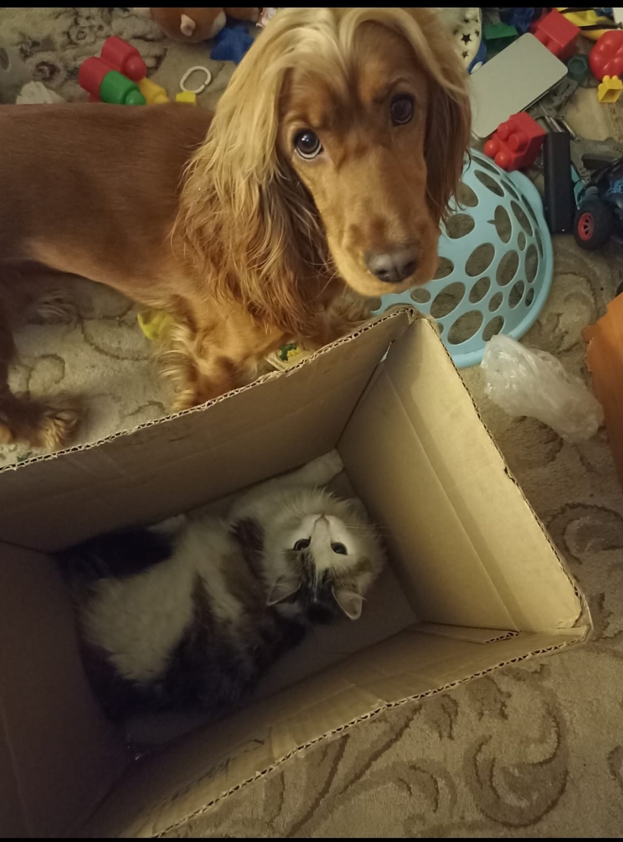 Фото из архива наших питомцев. Марфа и Веня.