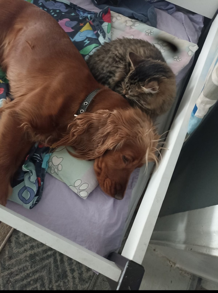 Фото из архива наших питомцев. Марфа и Клёпа.