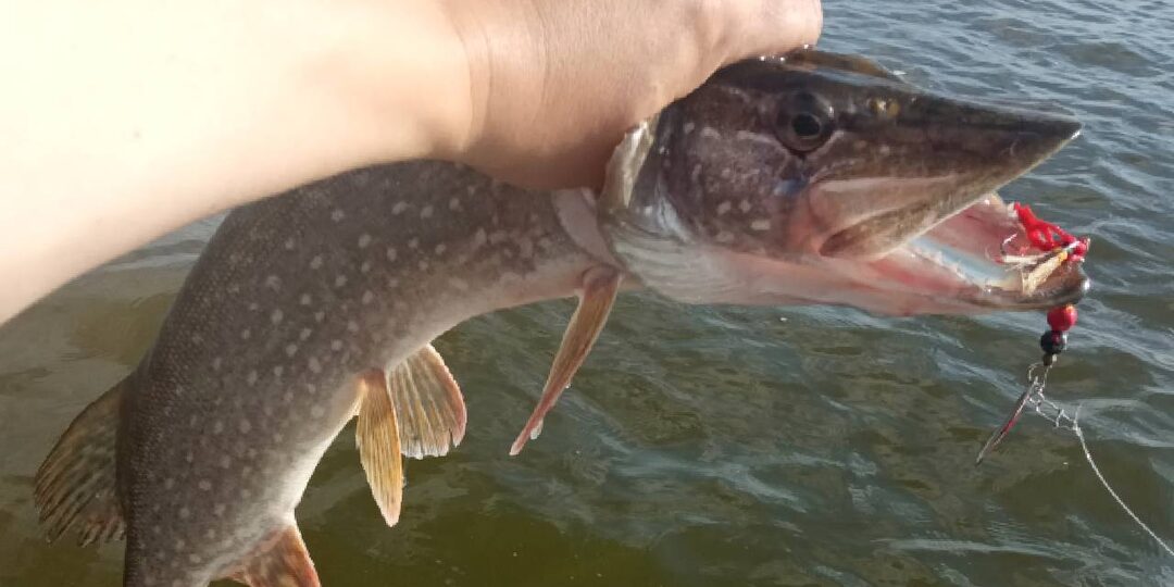 5 доказанных фактов о щуке, про которые мы не подозревали. Едим каждый день, но не знали на сколько это опасно