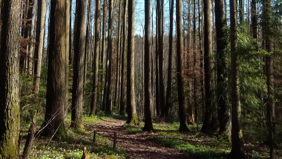 Фото: Максим Кимерлинг / Коммерсантъ