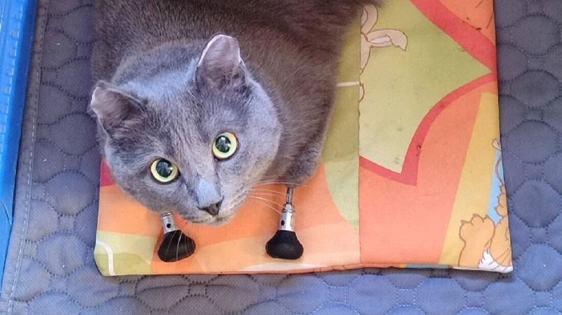     Источник: сообщества ВК «Удмуртский Арнольд или жизнь кота без лап»