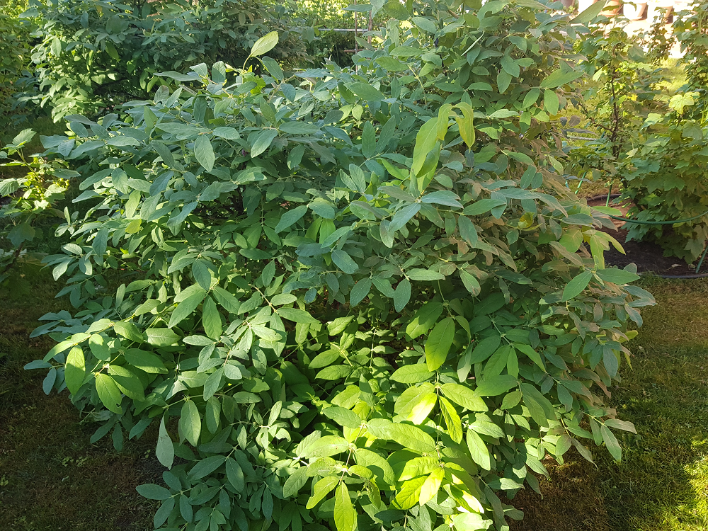 Куст жимолости на приусадебном участке автора