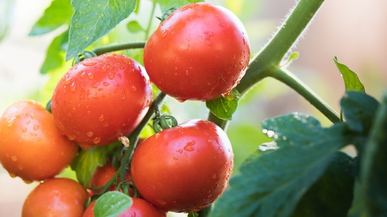 Результат профессиональной подкормки - равномерная завязь по всей кисти