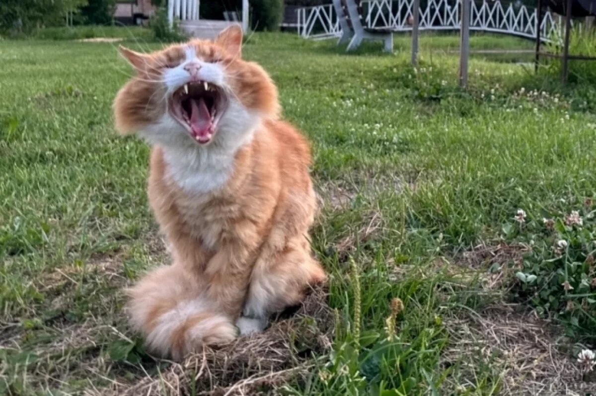    В Волгограде эксперты дали рекомендации по выбору корма для питомцев