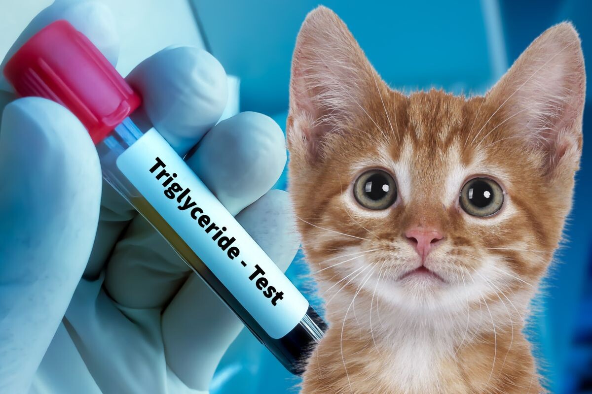 Триглицериды тест 