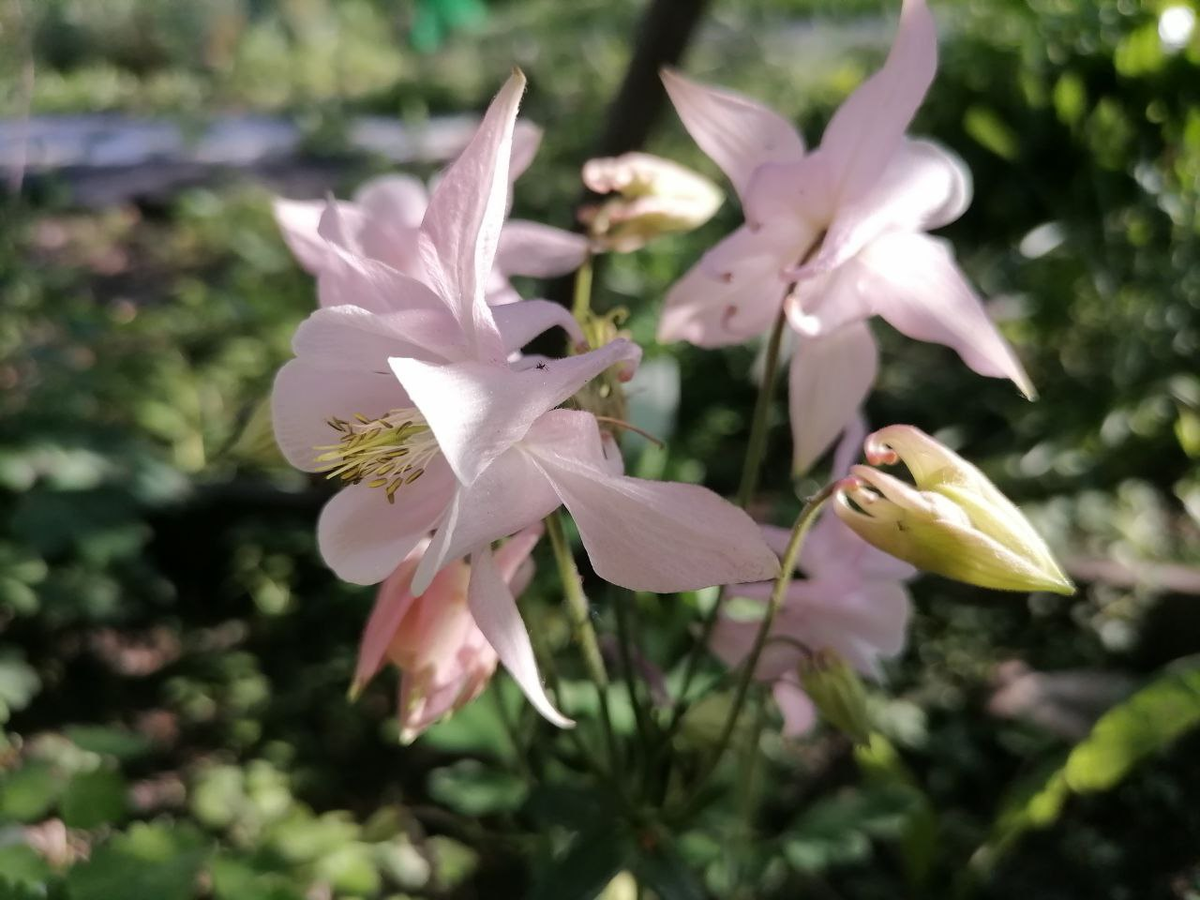 Аквилегия из смеси Бидермейер, фото атвора