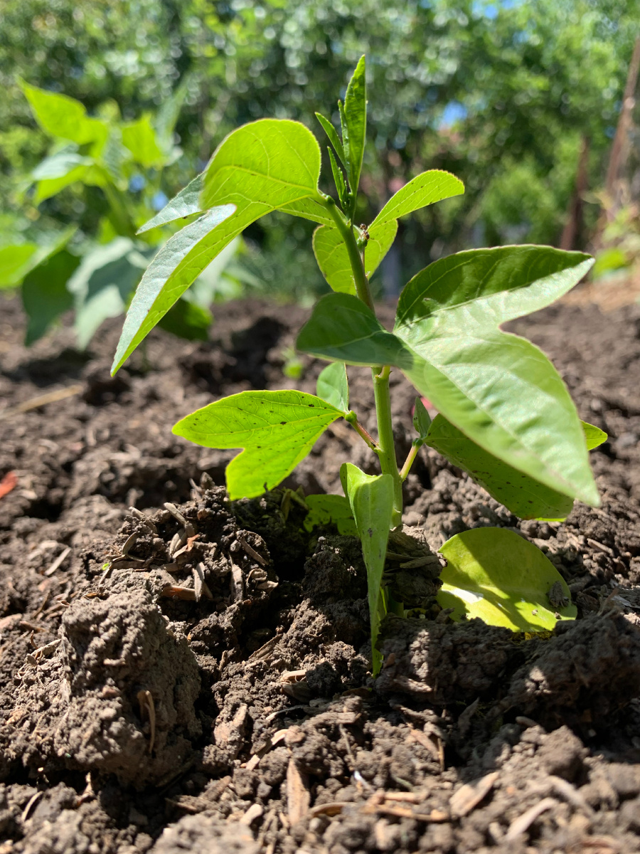 От момента высадки пророщенных семечек прошло почти три месяца. На данном этапе рассада пассифлоры северной выглядит у меня вот так