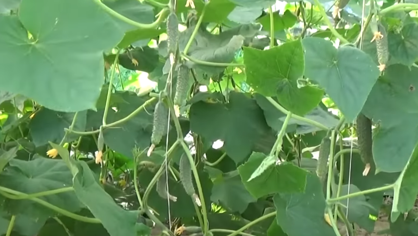 результат применения схемы 