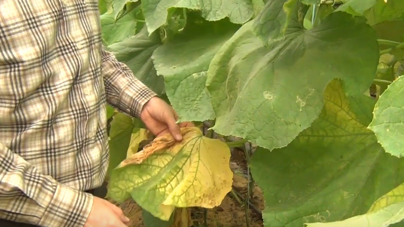 Такие листья - первые кандидаты на удаление, даже если кажутся "не совсем плохими