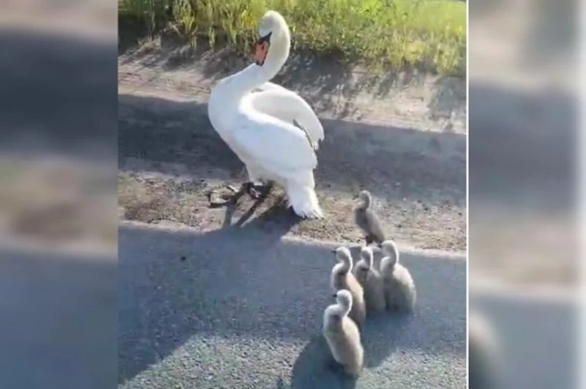    На трассе в Башкирии семейству лебедей помогли перейти оживленную дорогу