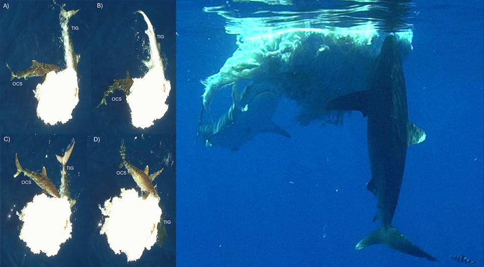   Molly Scott et al. / Frontiers in Fish Sciences, 2025