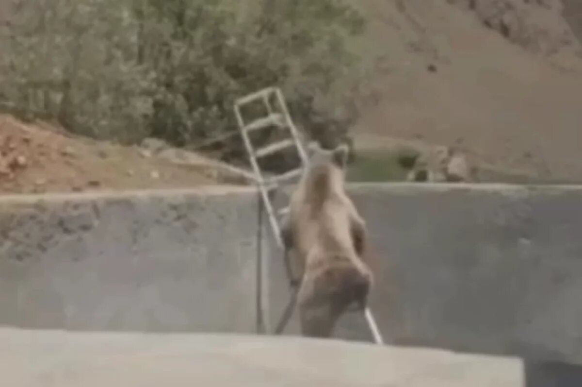    Жители Дагестана помогли медведю выбраться со двора по лестнице