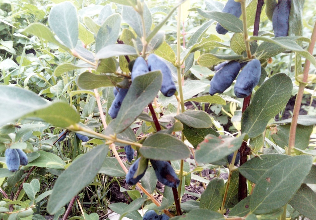  Жимолость Boreal Beauty