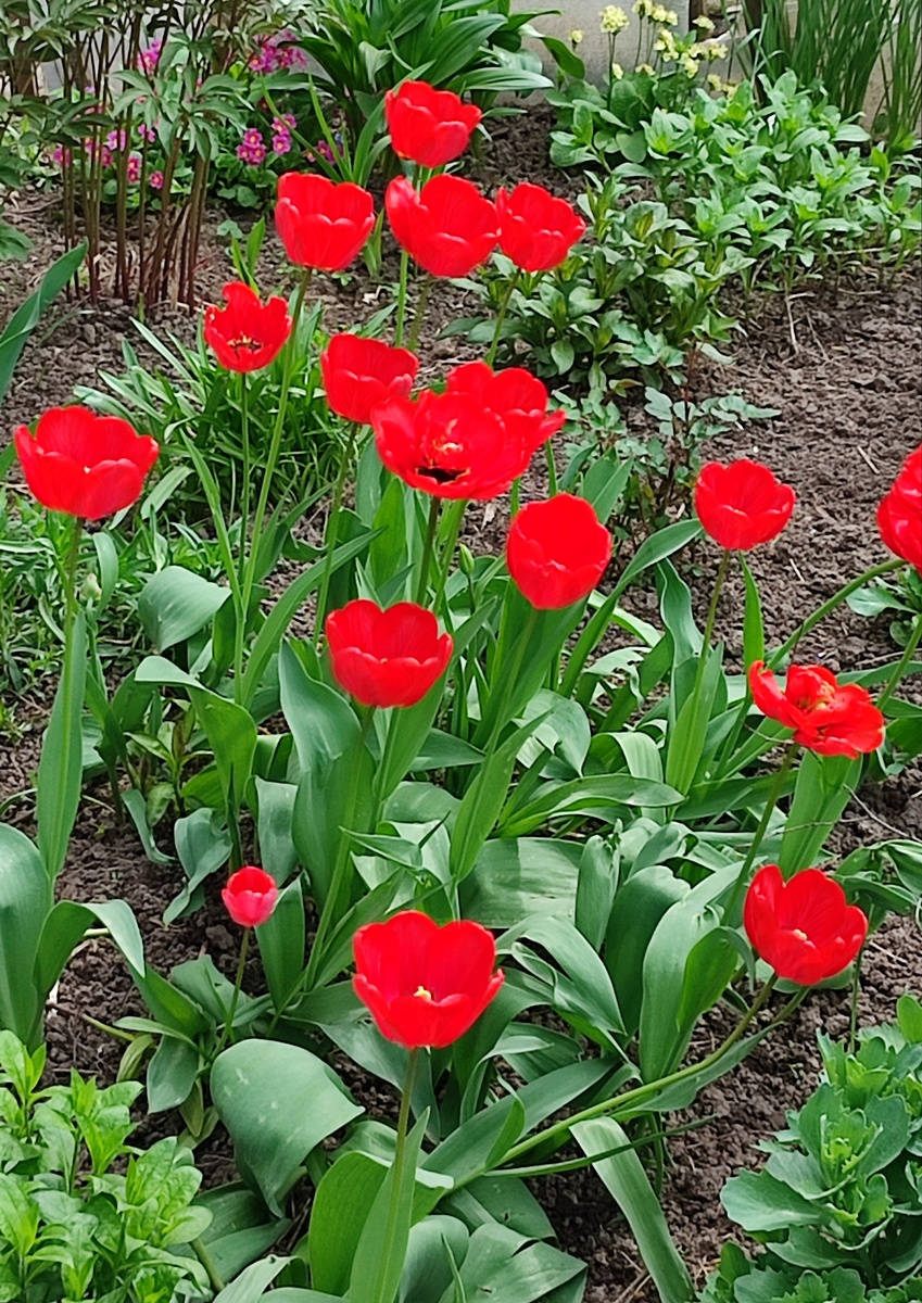 Тюльпаны. Фото автора
