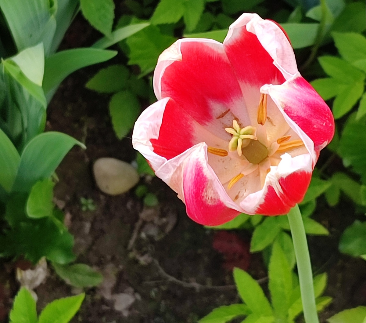 Тюльпан. Фото автора