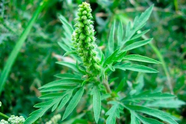    Фото: пресс-служба Южного межрегионального управления Россельхознадзора