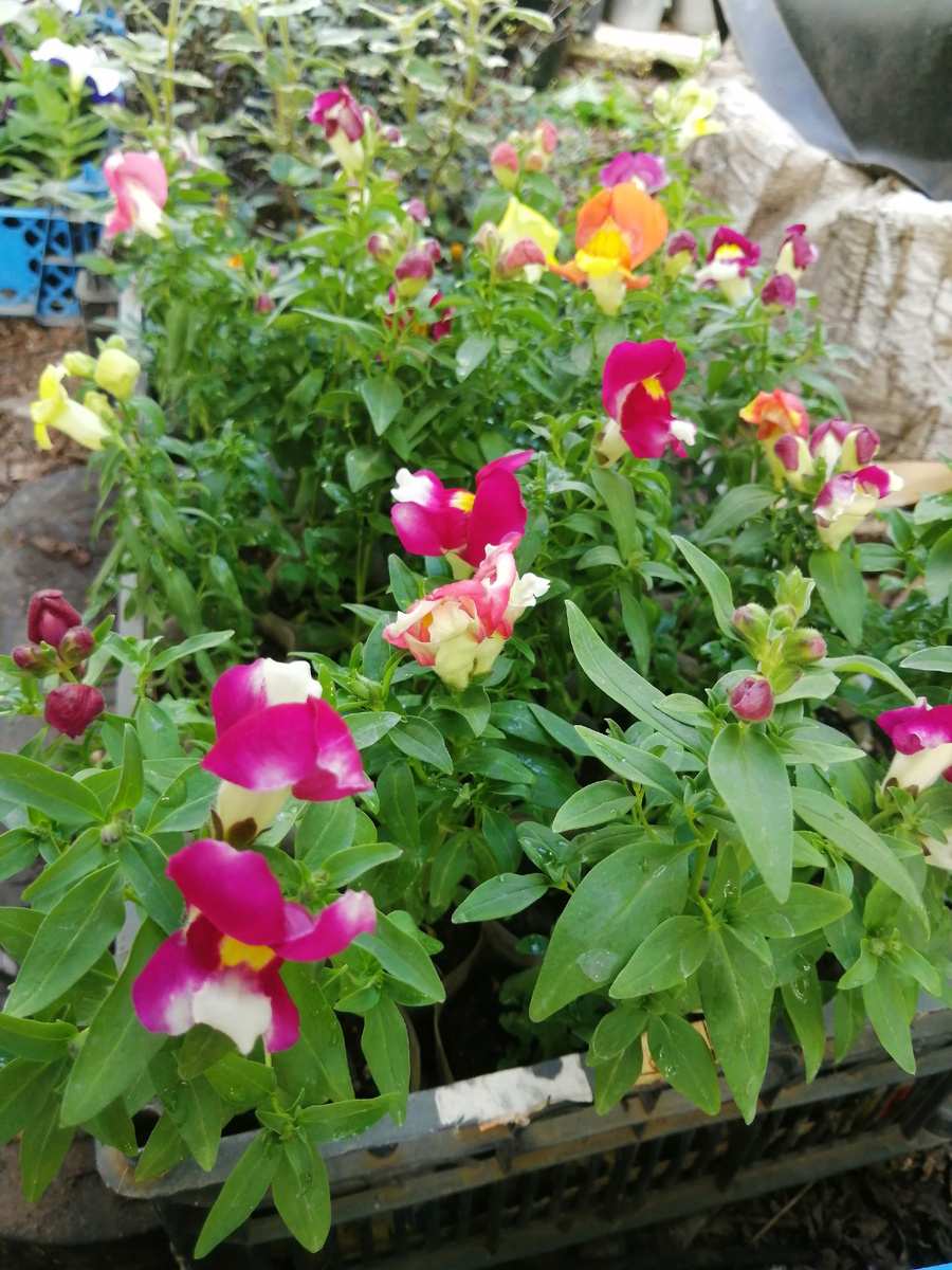 Первое цветение в рассаде