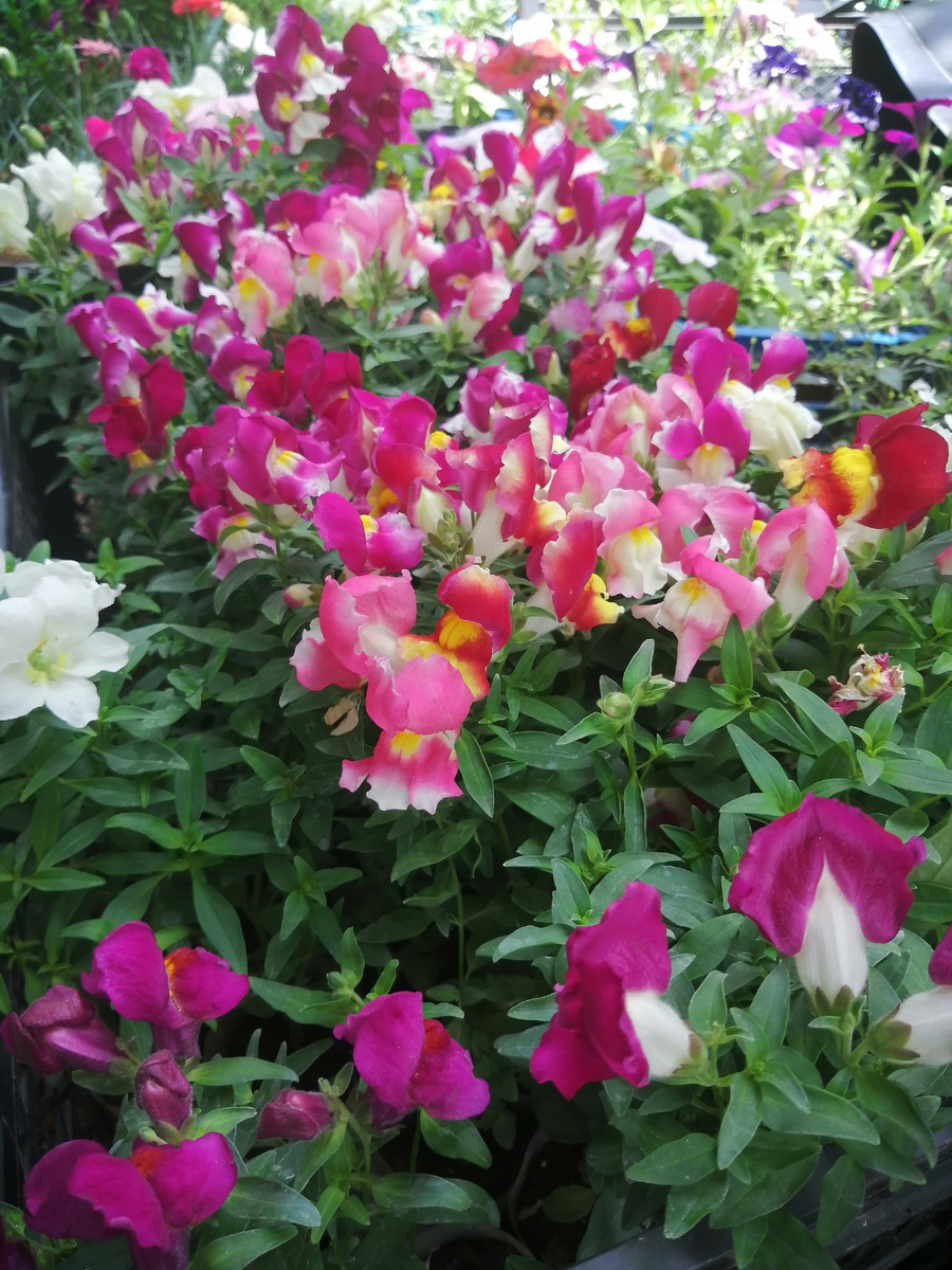 Хотя и в рассаде он замечателен! 