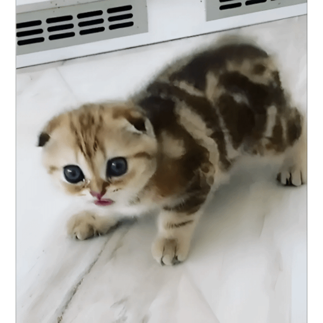 Кошка Шанель, которая вдохновляет Николая Баскова😺