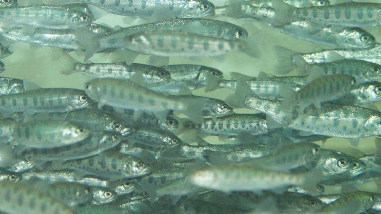    Свыше 1 млрд штук мальков тихоокеанских лососей отправляются в нерестовые реки Сахалинской области