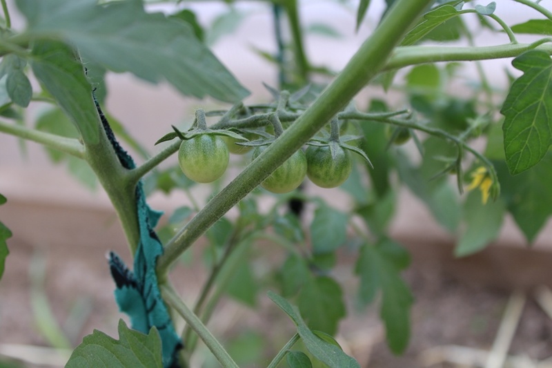 высокрослые черри начала формировать в два ствола