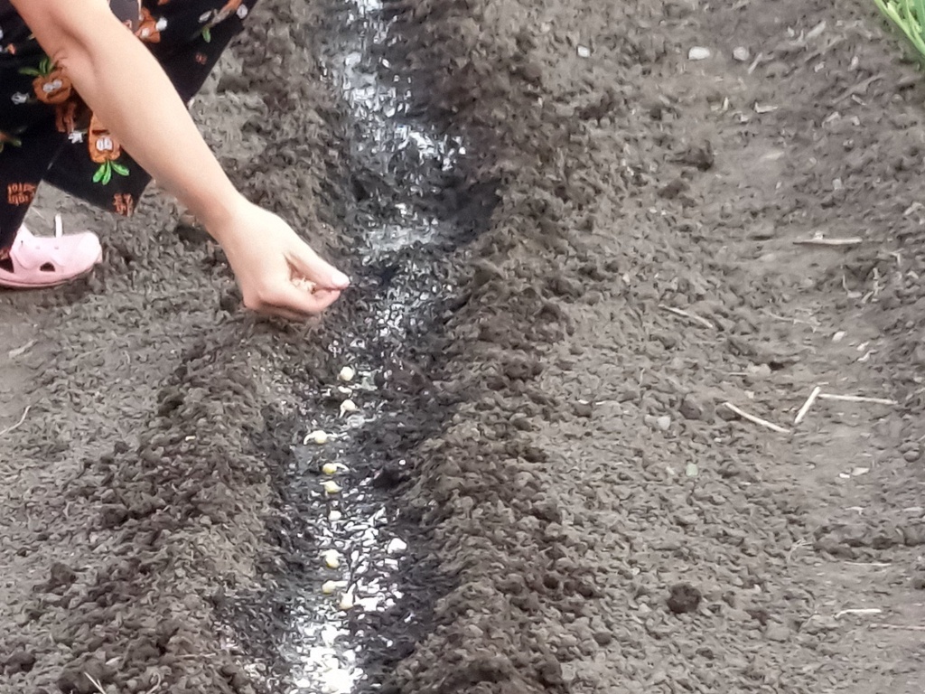  Посадка гороха