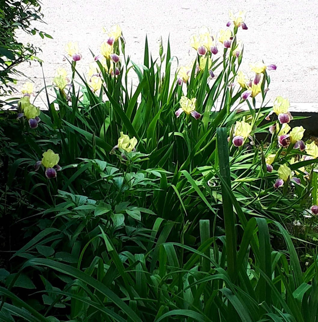 Фото автора - мои ирисы