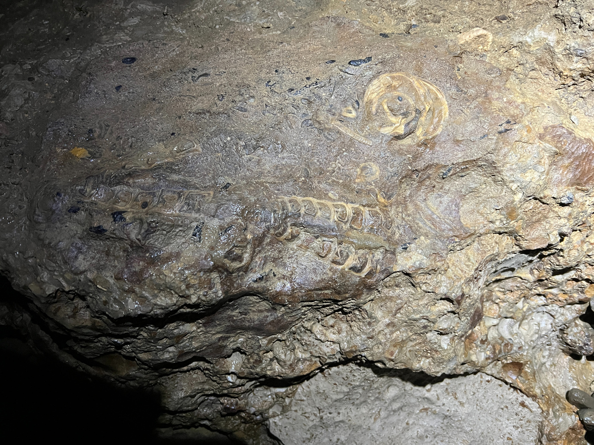 Окаменелость в пешере