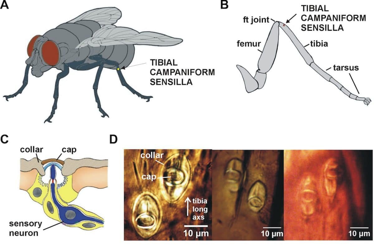    Строение колоколообразных сенсилл мясных мух. A и B: группа сенсилл расположена на внешней (дорсальной) поверхности тибиального сегмента задней ноги мухи. C: колоколообразные сенсиллы можно идентифицировать на цельных препаратах экзоскелета по их кутикулярным колпачкам в окружающих воротничках. D: Кутикулярные колпачки рецепторов имеют овальную форму, большая ось которой обычно перпендикулярна длинной оси лапки. / © Sasha N. Zill et. al./Journal of Neurophysiology