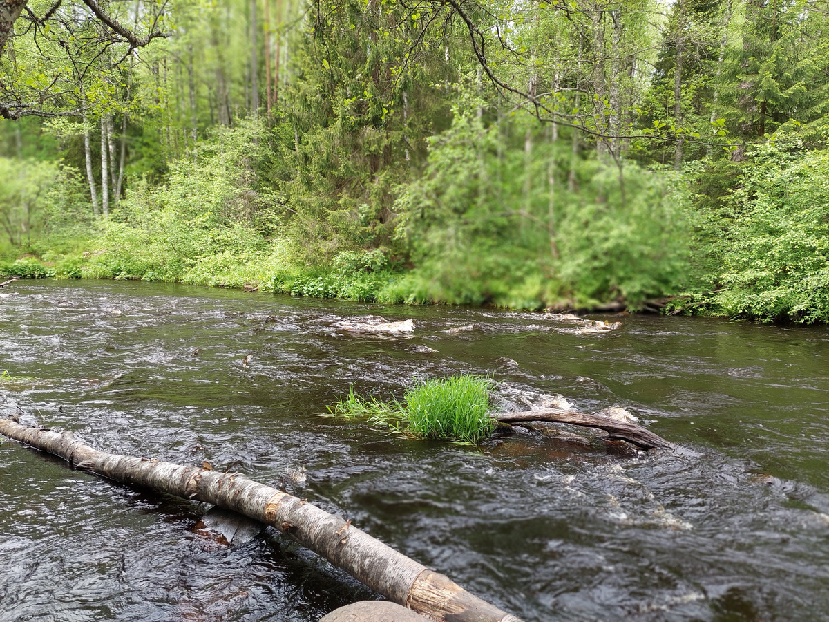 Река Рощинка. Фото моё