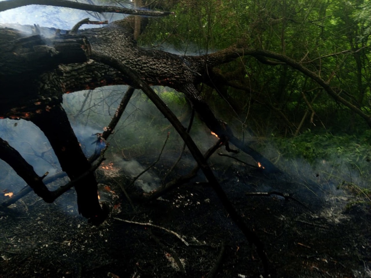 Фото: Противопожарная служба Курской области