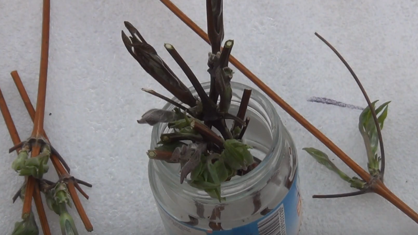 Так выглядели мои попытки размножения клематиса первые три года - одни неудачи