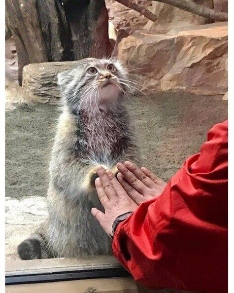 Источник фото: https://i.pinimg.com/736x/87/d1/95/87d1952d08cc960df0b070ac4ac76170.jpg