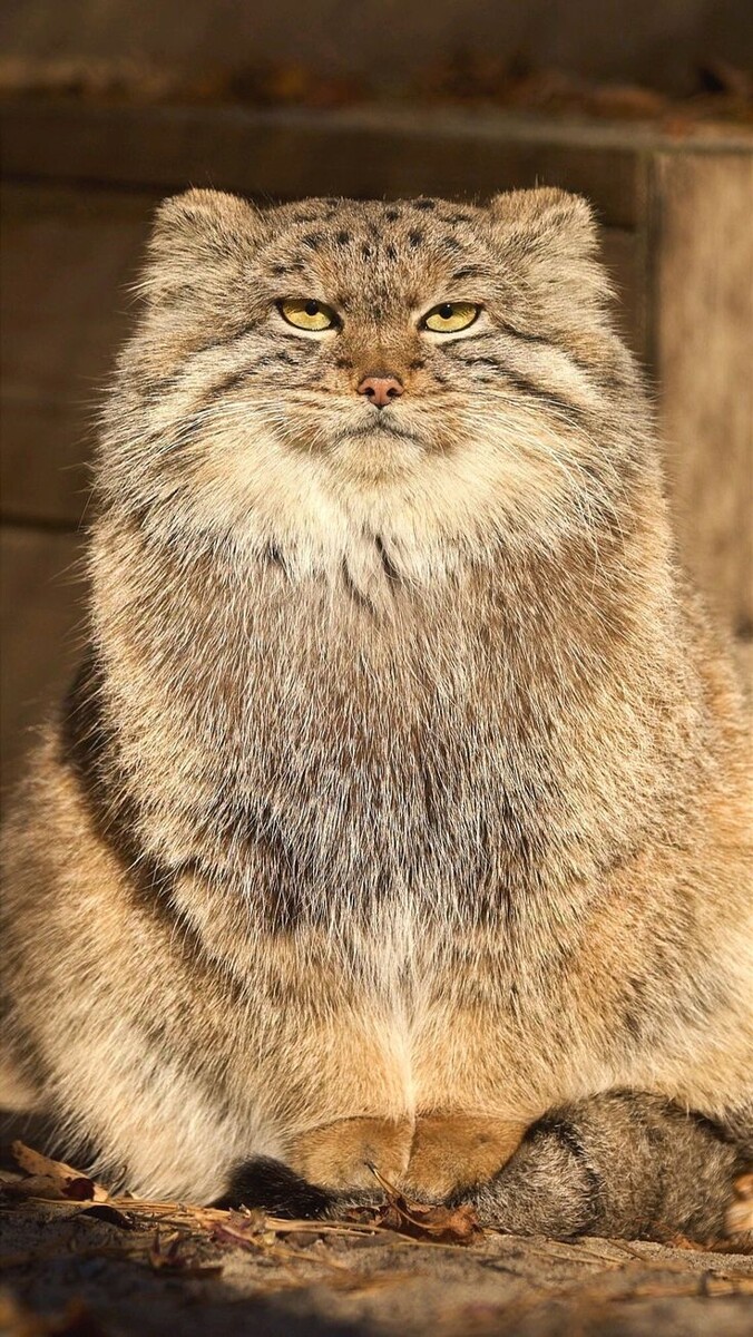 Источник фото: https://i.pinimg.com/736x/eb/9b/c5/eb9bc5eb5c80f645b2d965b3eb84f465.jpg