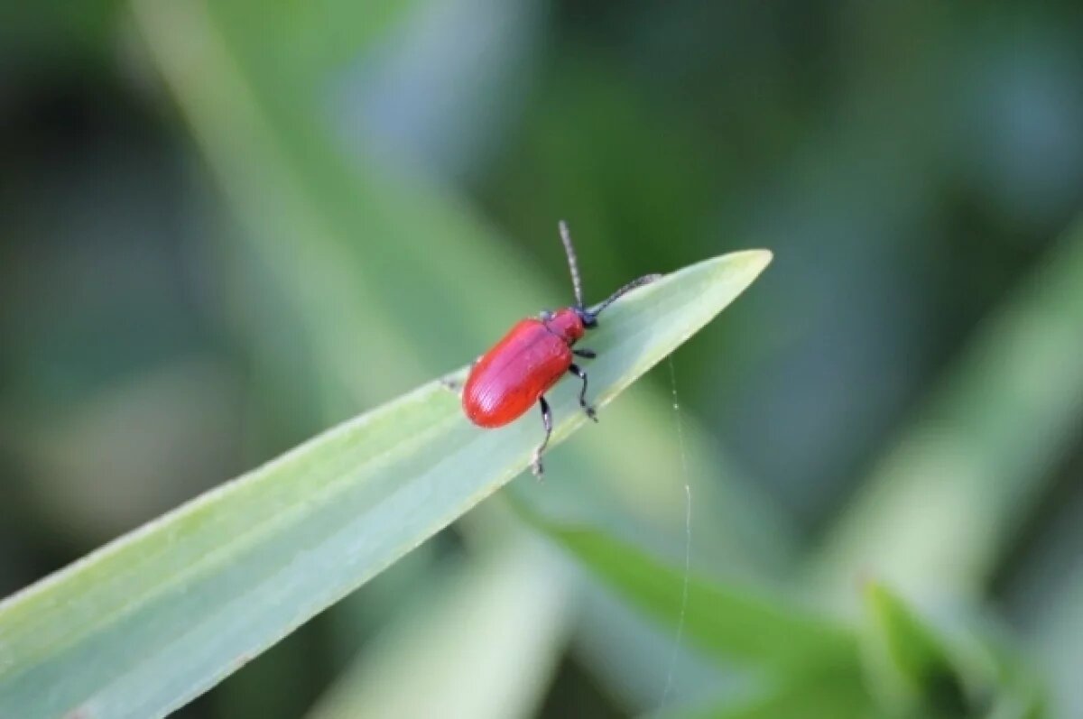    3 июня в Туле прогнозируют пятибалльную магнитную бурю и до +25