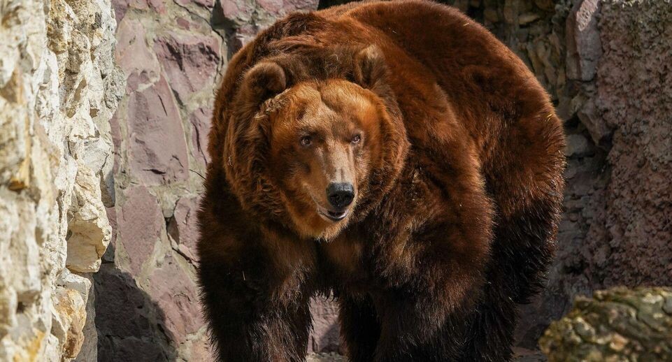    РИА «Новости»