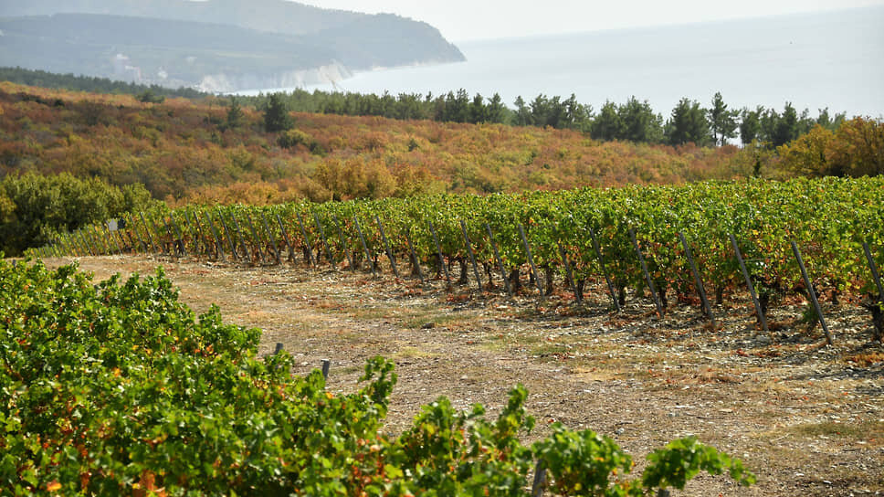 Фото: Ирина Бужор / Коммерсантъ