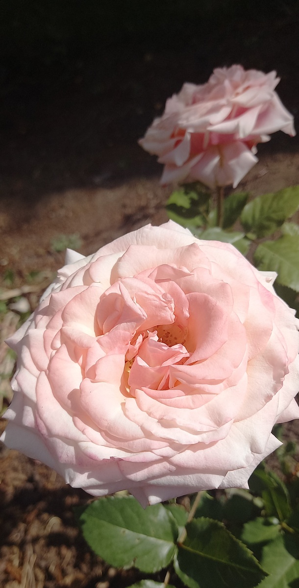 смотрите внутрь бутона или цветка, там любят кормиться эти вредители