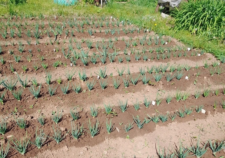 Грядки смочены водным раствором нашатыря