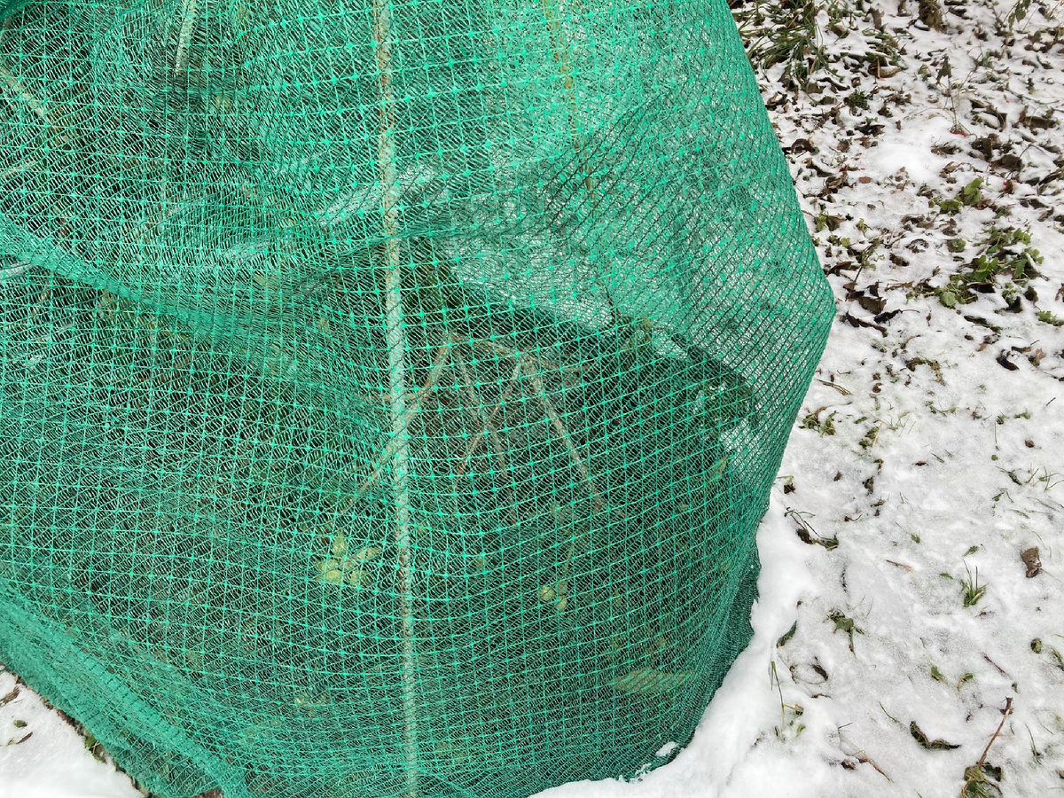 7 декабря 2024 года, фото мое