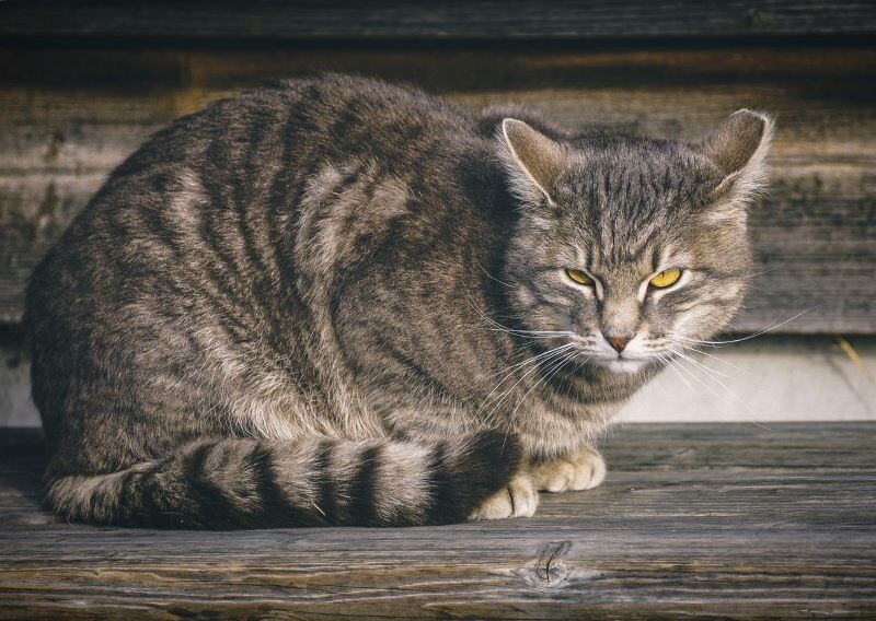 Бесплатное фото pixabay.com