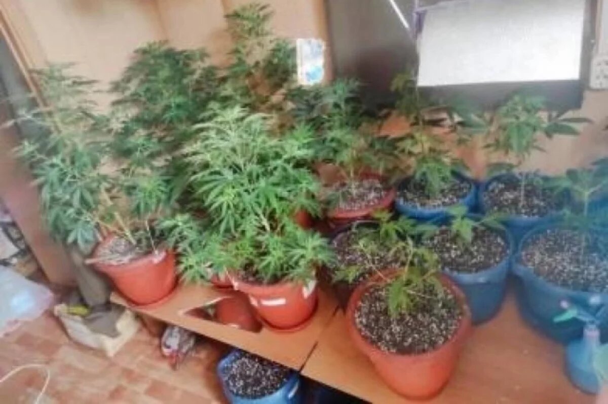    Великолучанина осудят за выращивание конопли в бытовках