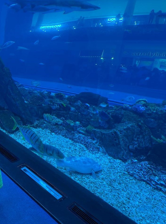 Океанариум в Дубай Молле