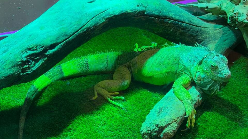 Стоит ли идти в океанариум в Дубае?