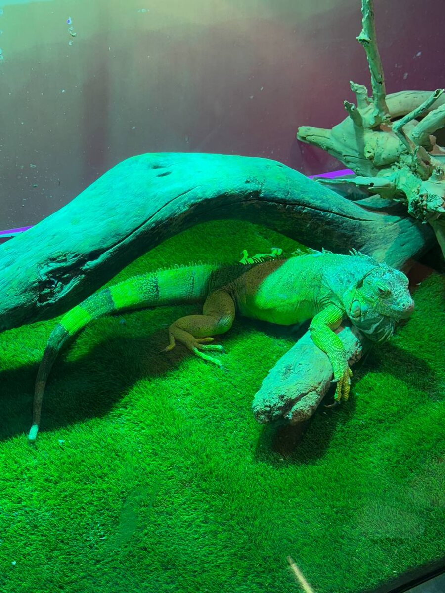 Океанариум в Дубай Молле