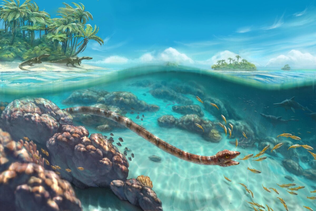 Грациликоллум охотится на рыбу.