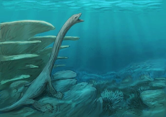 Грациликоллум от Джошуа Кнуппе.