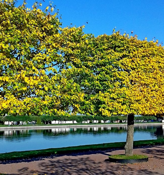 У Марлинского пруда на липовой аллее /фото из личного архива, 2017/